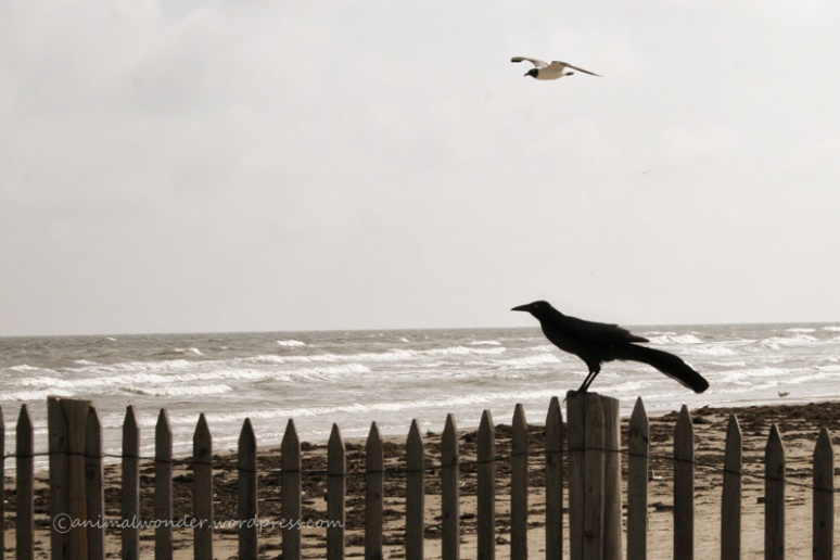 Birds at Galveston Beach
