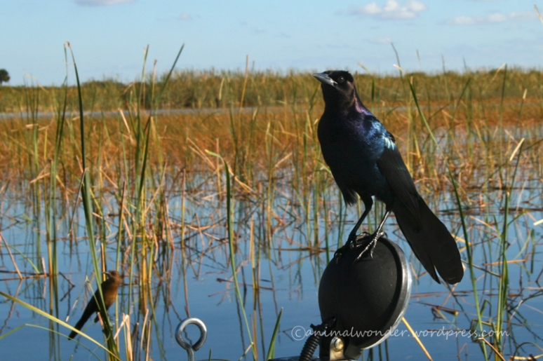 Boat-tailed Grackles - Male and Female