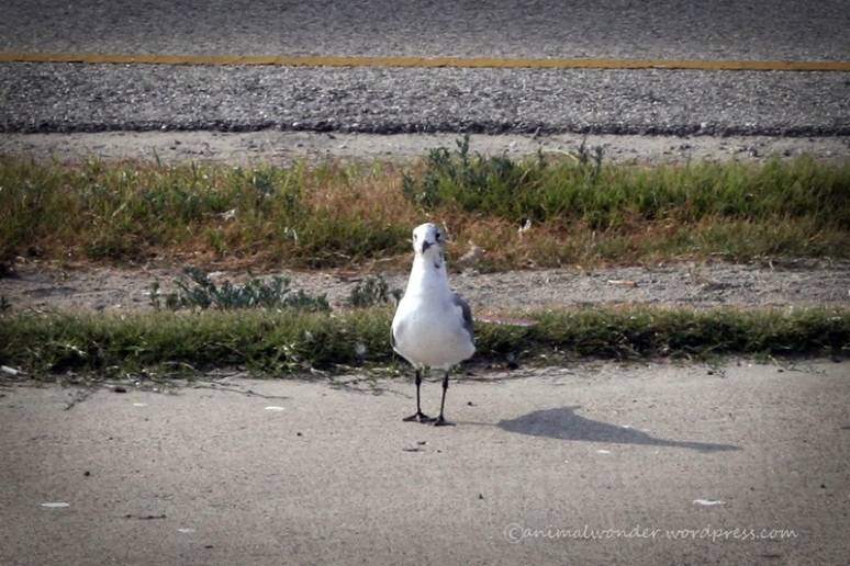 A lone seagull at Bolivar