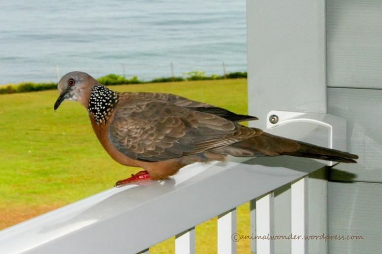 Spotted Dove - Kauai