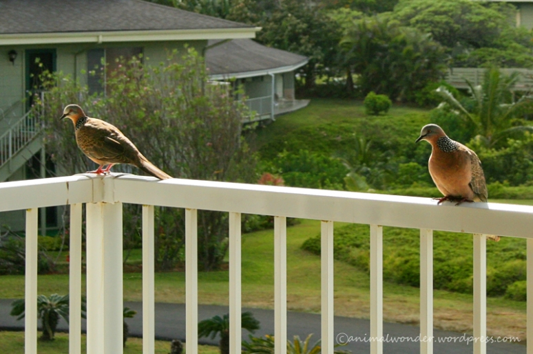 Spotted Doves were frequent visitors on our lanai