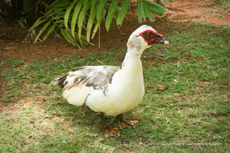 Muscovy Duck - Smith's Tropical Paradise