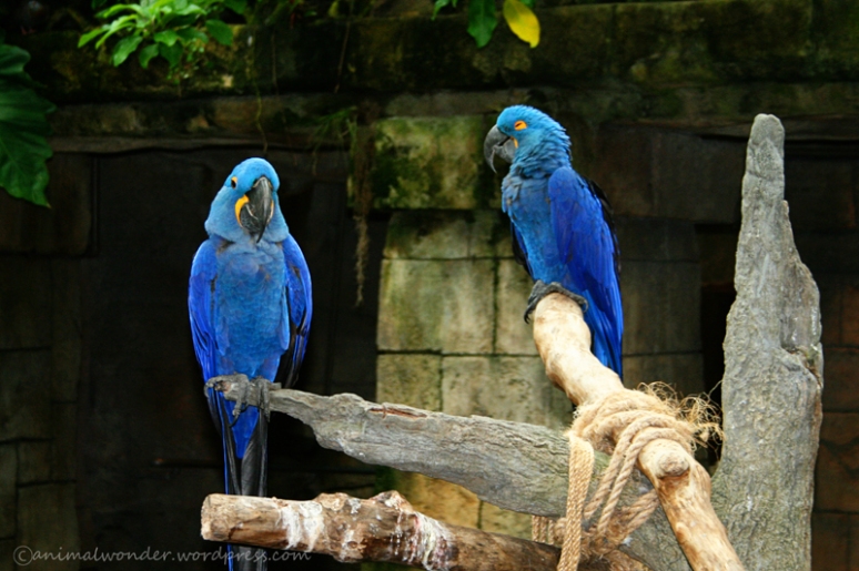 Parrots at Moody Gardens