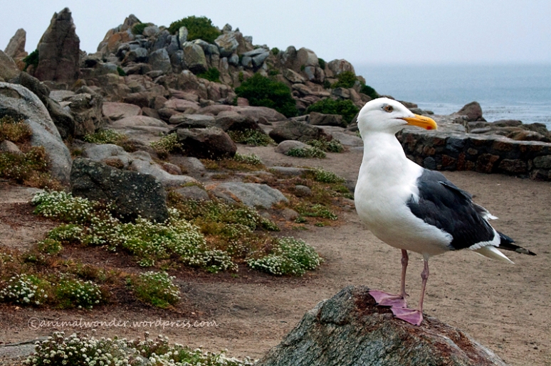 Pebble Beach Seagull