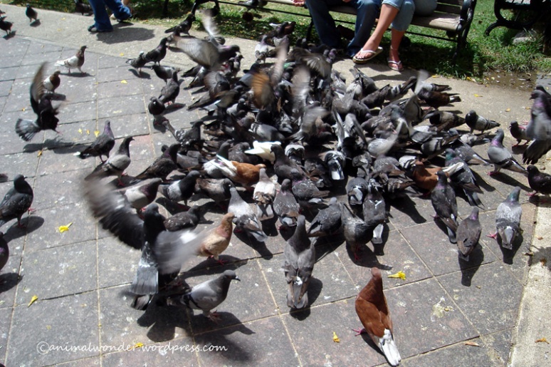Pigeons at Parque De Las Palomas