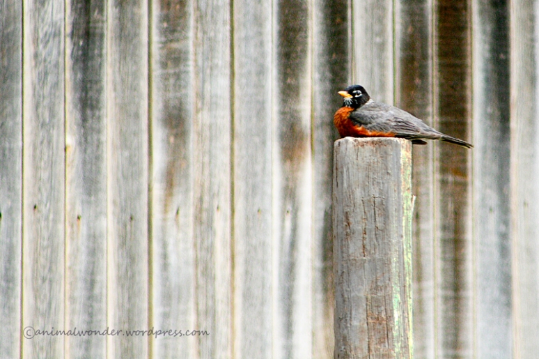 Pole-Sitting Robin