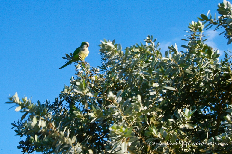 Bird near Sawgrass Recreation Park in Florida