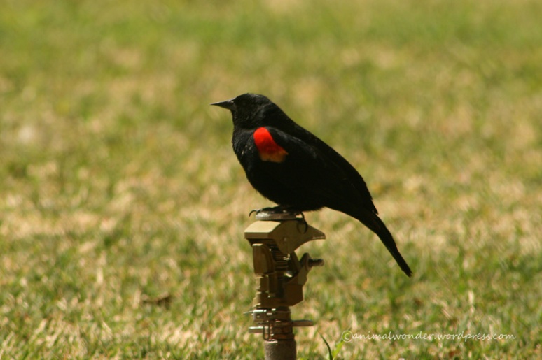 Red winged Blackbird 3