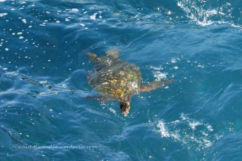 Sea Turtle at Queens Bath 3