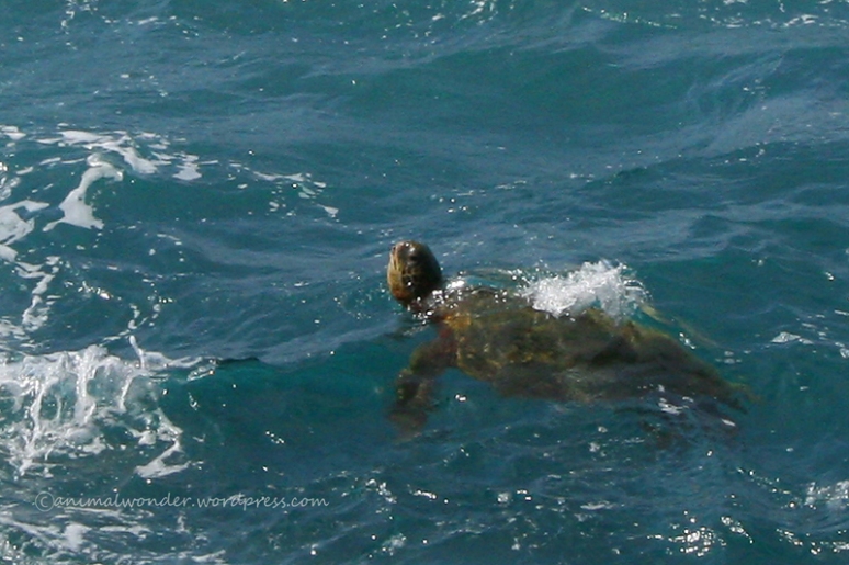 Sea Turtle at Queens Bath