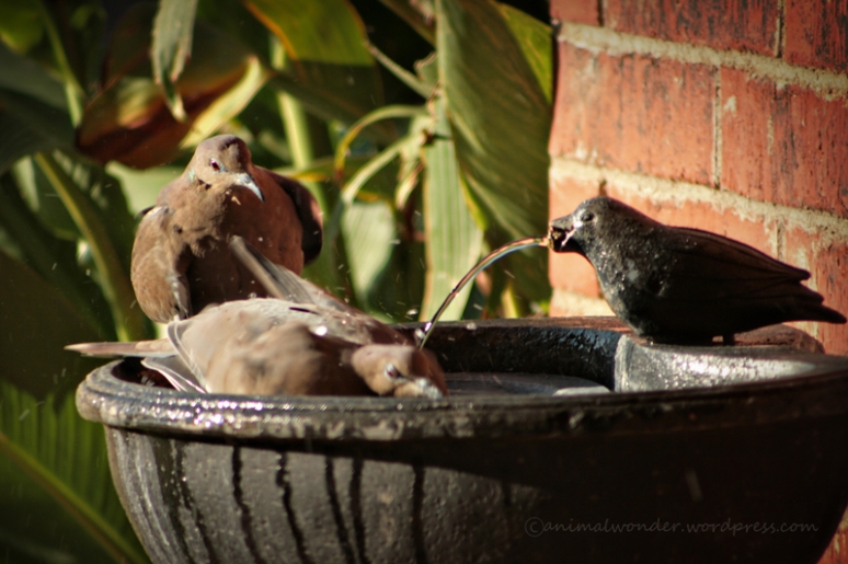 White Winged Doves at Bird Bath