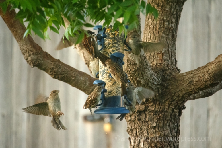 House Sparrows at the Feeder